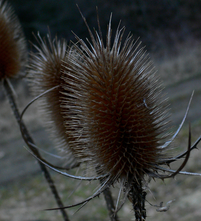 P1060843.JPG