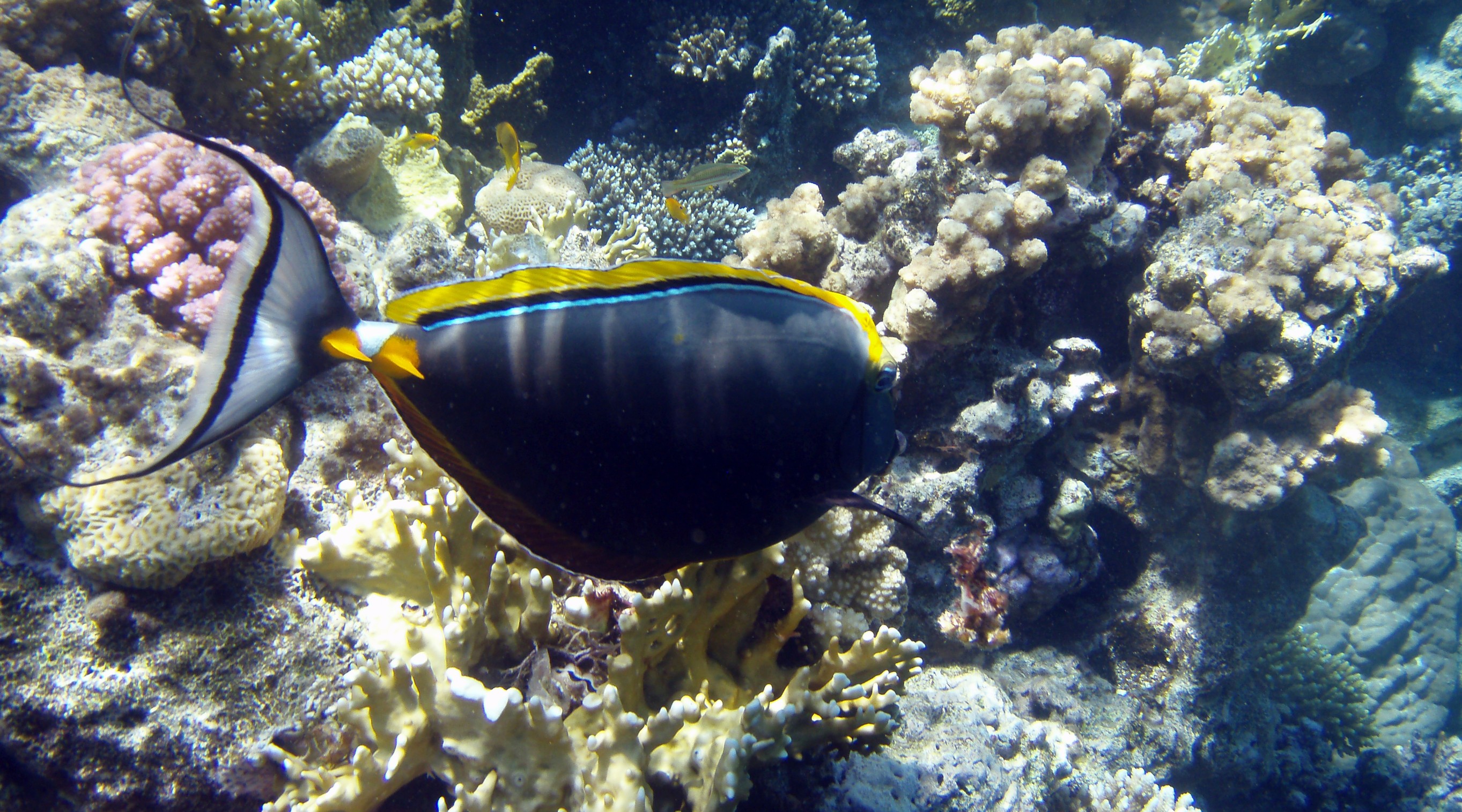 P7285199