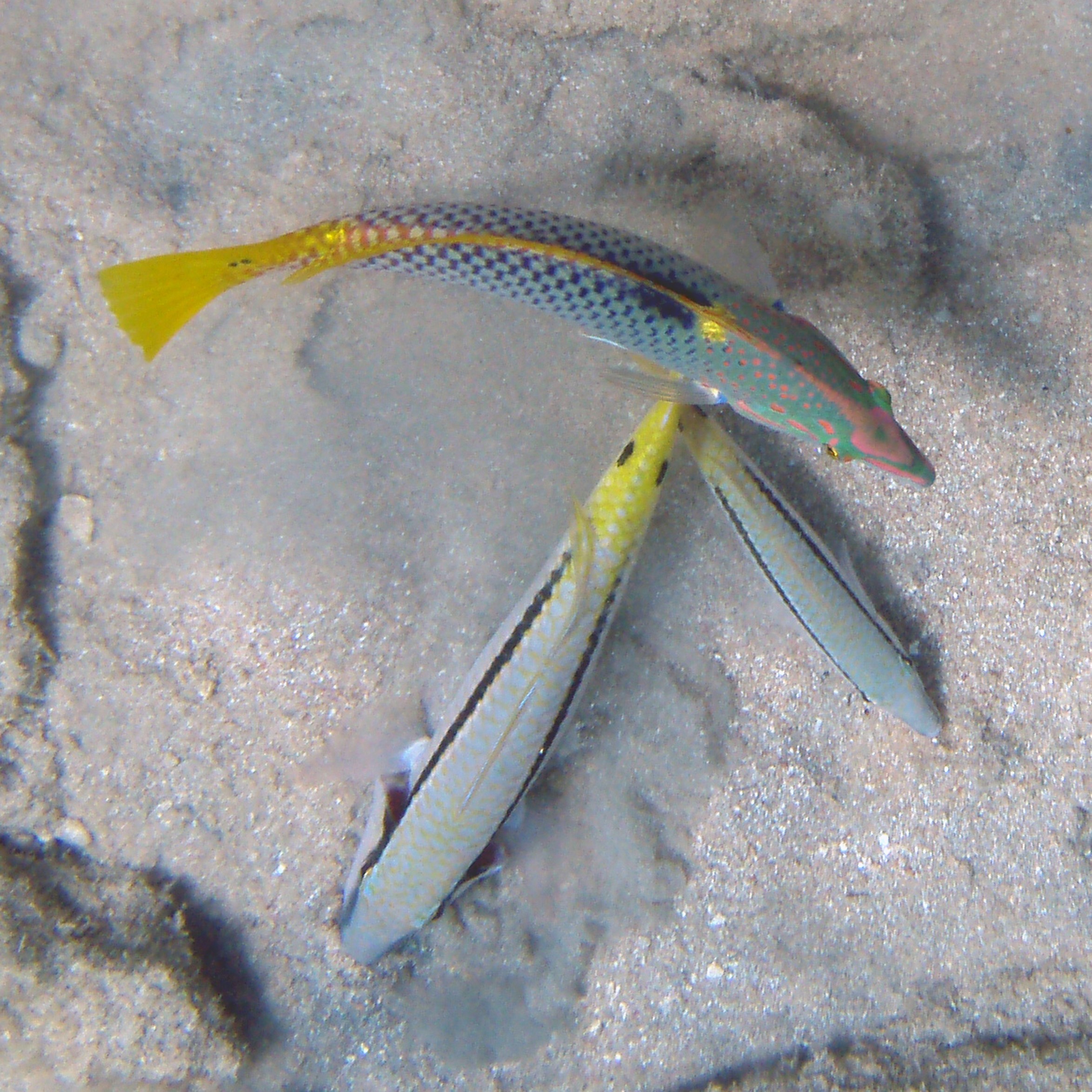 P7295293