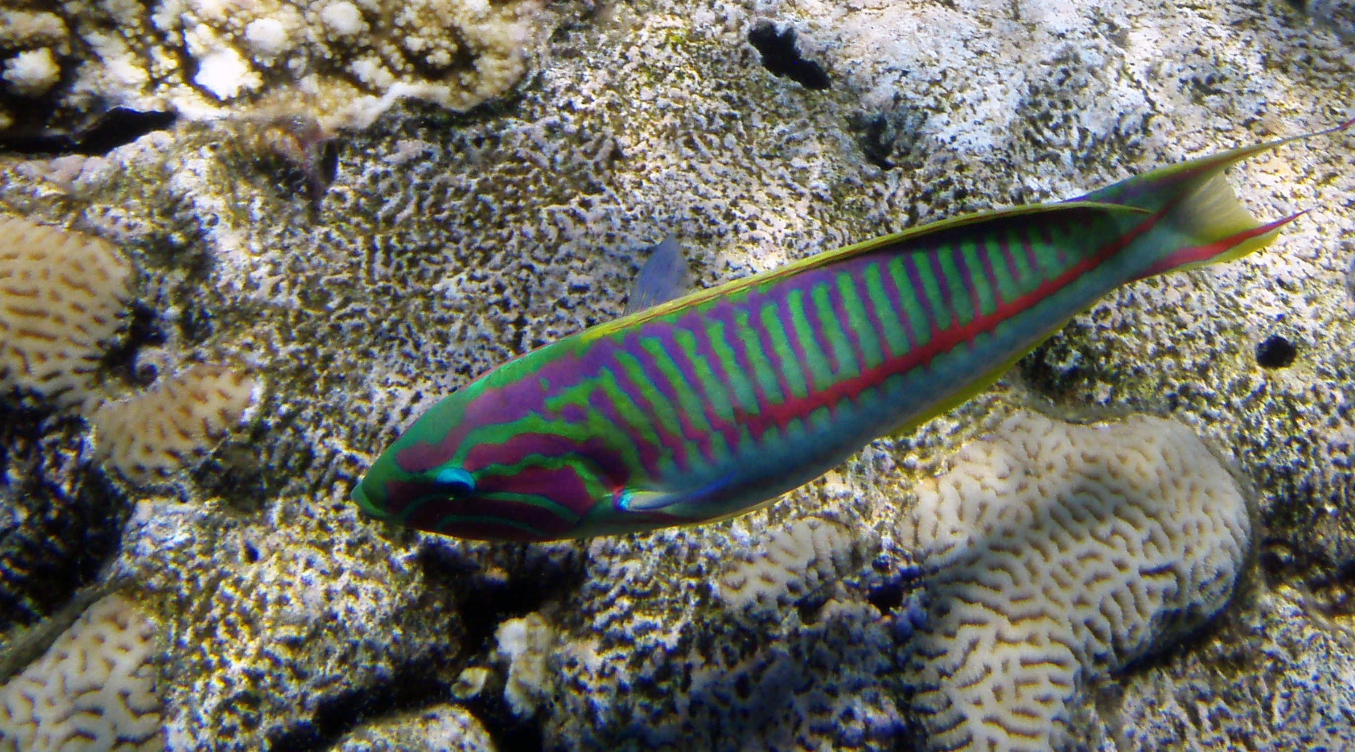 P7295321